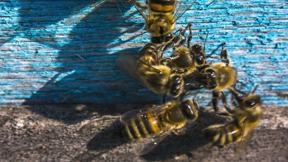 Bees Chasing Alien 