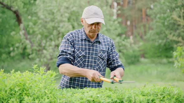 Male Gardener Pruning Decorative Bushes with Trimming Shears in Private Yard alt