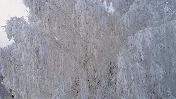 Frozen trees in the winter forest alt