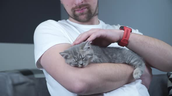 Caucasian Male Holds Small Cute Gray Scottish Straight Kitten in Arms That Falls Asleep at Home on alt