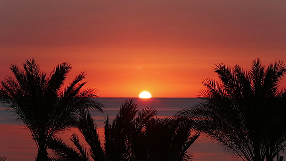 Landscape With Palms And Sunrise Over Sea alt