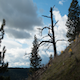 Wide Dead Tree Canyon - VideoHive Item for Sale