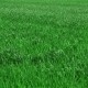 Green Grass On Field - VideoHive Item for Sale
