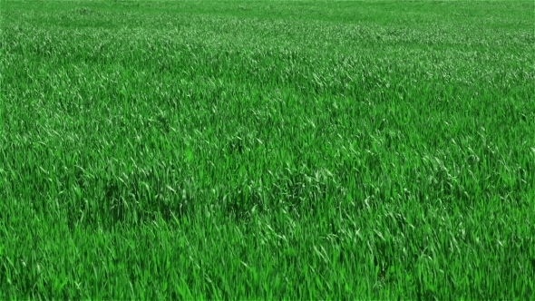 Green Grass On Field alt