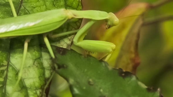 Green Mantis On a Green Leaf