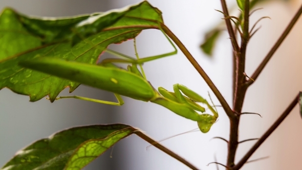 Green Mantis On a Swinging Leaf