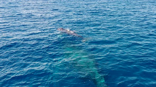 A whale calf hovers over its mother in the Pacific alt