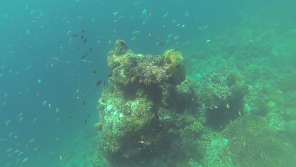Coral Reef Snorkling n Philippines alt