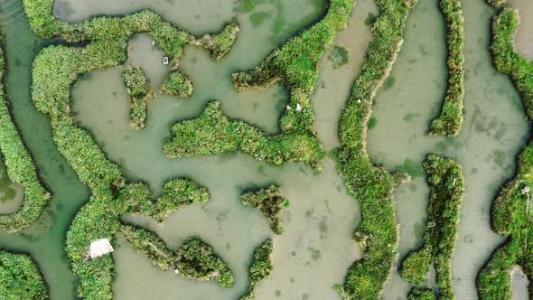 Top down view of wetland. alt