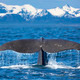 Whale tail - PhotoDune Item for Sale