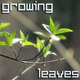Spring Leaves - VideoHive Item for Sale