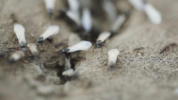 Uterine Ants
