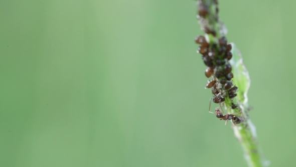 Ant Milking Aphids On Stem alt