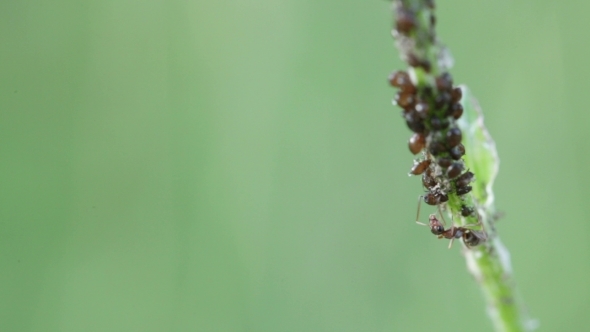 Ant Milking Aphids On Stem