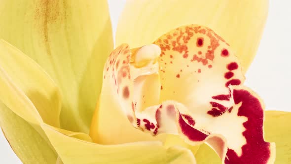 Beautiful Yellow Orchid Rotating on White Background Macro Shot alt