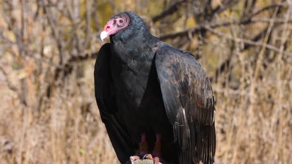 Turkey Vulture sitting on a branch alt