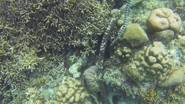 Sea Snake On Coral Reef by AlexTraveler | VideoHive