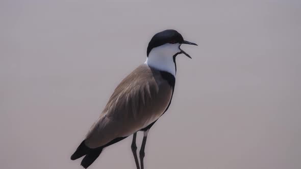 Lapwing bird by the water