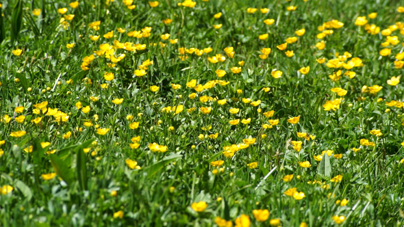 Yellow Flowers alt