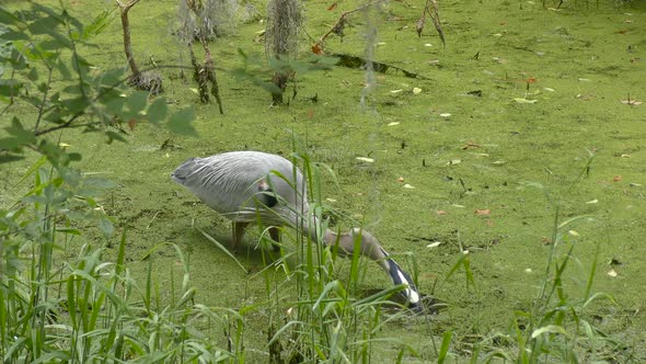 Great Blue Heron with A Catfish