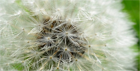 Dandelion 22 alt