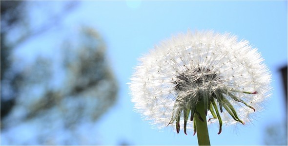 Dandelion 24 alt
