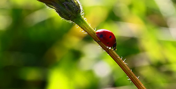 Ladybug