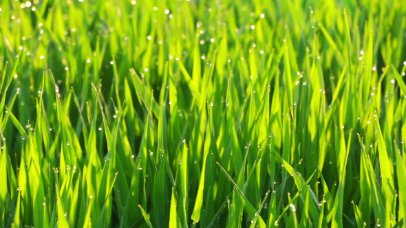 Dew on the Grass alt