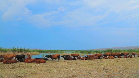 Big Herd Of Cows Resting At Nature