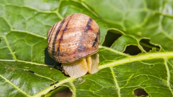 Snail Comes Out Of Its Shell