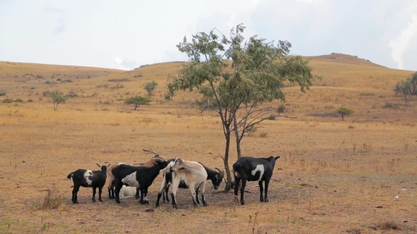 Goats Stand Near Tree 