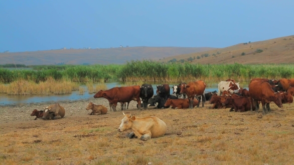 Big Group Of Cows Resting At Nature