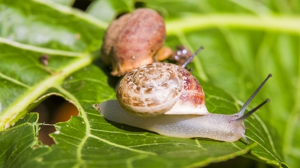Two Garden Snails On a Green Leaf