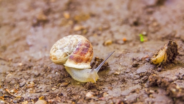 Snail Crawling On The Ground