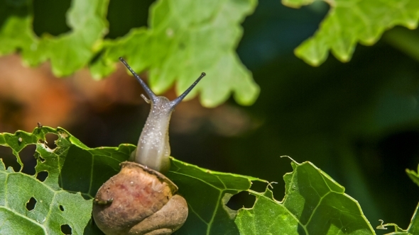 Snail Bending With a Leaf