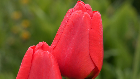 Red Tulips  alt