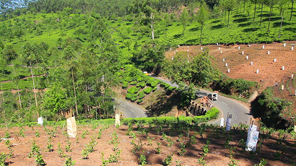 Road Between Tea Plantations In Munnar Kerala alt