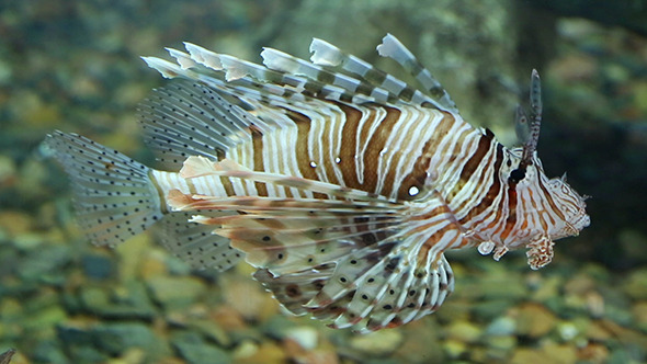 Lionfish Zebrafish Underwater alt