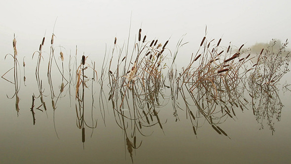Lake In Mist - Stems Of Reeds Reflected In Water alt