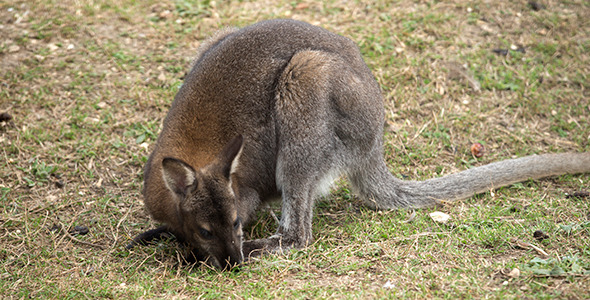 Small Kangaroo on Grass
