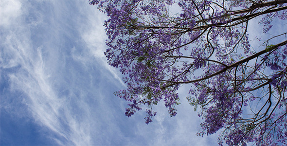 Blooming Purple Jacaranda Tree