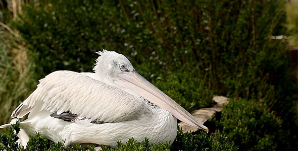 Pelican