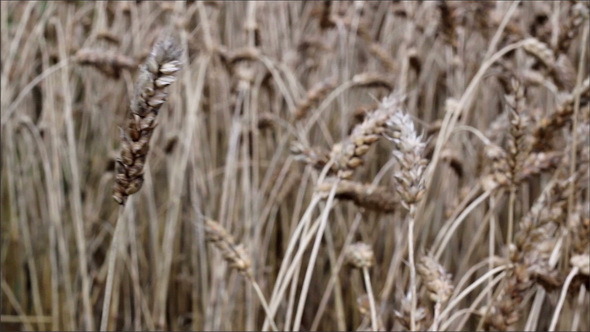 Ripe Kernels of Wheat