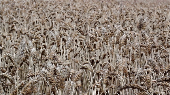 Overhead View of the Ripe Wheat