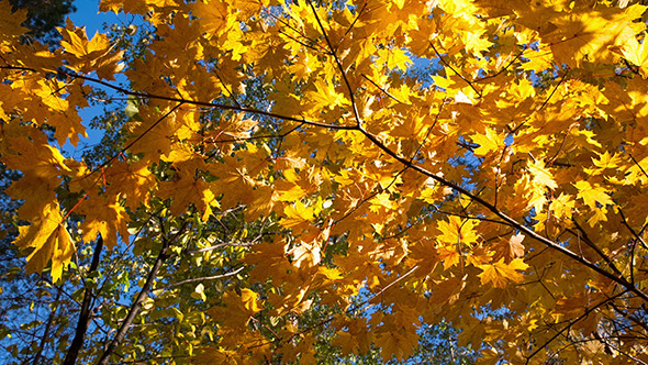 Beautiful Autumn Yellow Leaves alt