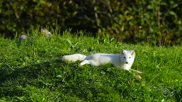 Small Arctic Fox Laying Down on Green Grass