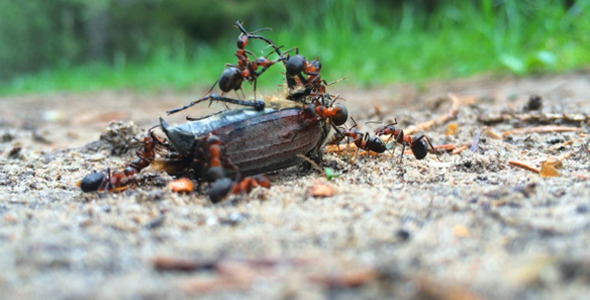 Ants and beetle 2