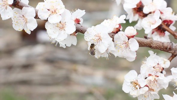 Fruit Tree Blossom In Spring