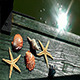 Sea Shells and Starfishes on Wood Pier - VideoHive Item for Sale