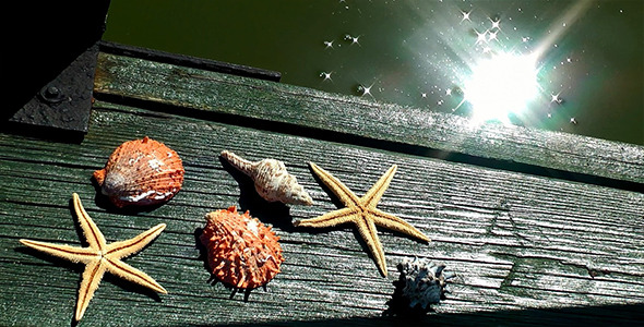 Sea Shells and Starfishes on Wood Pier